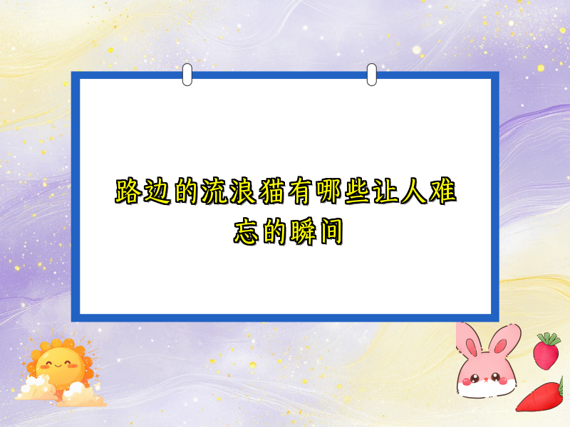 路边的流浪猫有哪些让人难忘的瞬间